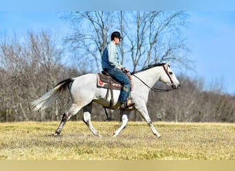 American Quarter Horse, Wałach, 8 lat, 155 cm, Siwa