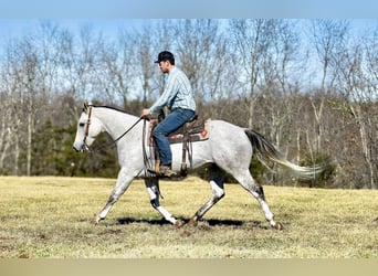 American Quarter Horse, Wałach, 8 lat, 155 cm, Siwa