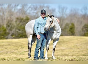 American Quarter Horse, Wałach, 8 lat, 155 cm, Siwa