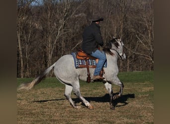 American Quarter Horse, Wałach, 8 lat, 155 cm, Siwa jabłkowita