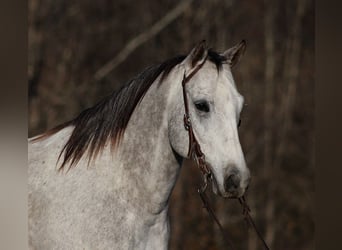 American Quarter Horse, Wałach, 8 lat, 155 cm, Siwa jabłkowita