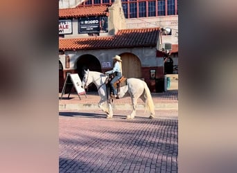 American Quarter Horse, Wałach, 8 lat, 155 cm, Siwa jabłkowita