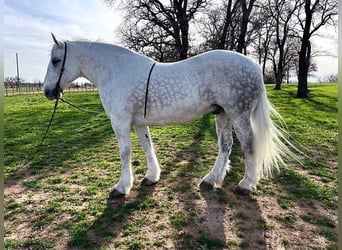 American Quarter Horse, Wałach, 8 lat, 155 cm, Siwa jabłkowita