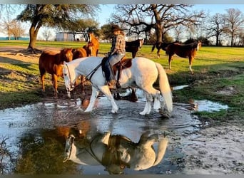 American Quarter Horse, Wałach, 8 lat, 155 cm, Siwa jabłkowita