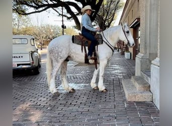 American Quarter Horse, Wałach, 8 lat, 155 cm, Siwa jabłkowita