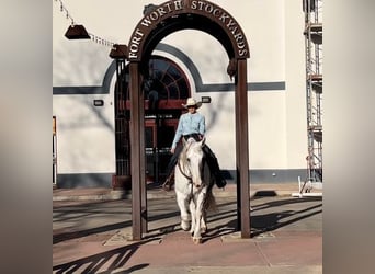 American Quarter Horse, Wałach, 8 lat, 155 cm, Siwa jabłkowita
