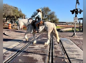 American Quarter Horse, Wałach, 8 lat, 155 cm, Siwa jabłkowita