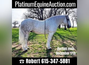 American Quarter Horse, Wałach, 8 lat, 155 cm, Siwa jabłkowita