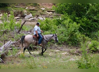 American Quarter Horse, Wałach, 8 lat, 155 cm, Siwa