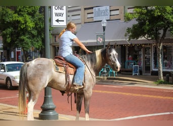 American Quarter Horse, Wałach, 8 lat, 155 cm, Tobiano wszelkich maści