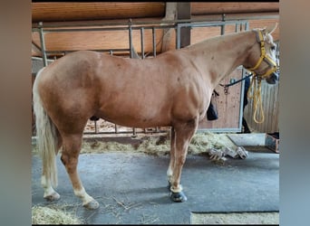 American Quarter Horse, Wałach, 8 lat, 156 cm, Izabelowata