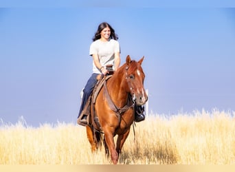 American Quarter Horse, Wałach, 8 lat, 157 cm, Bułana