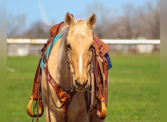 American Quarter Horse, Wałach, 8 lat, 157 cm, Izabelowata