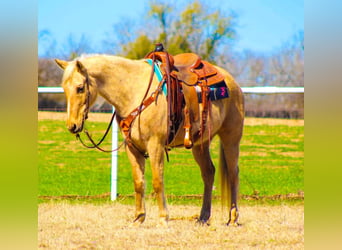 American Quarter Horse, Wałach, 8 lat, 157 cm, Izabelowata