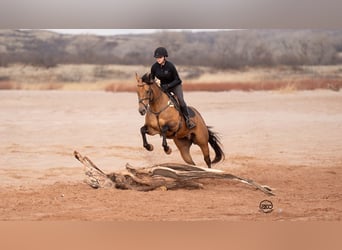 American Quarter Horse, Wałach, 8 lat, 157 cm, Jelenia