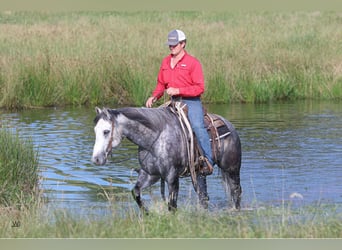 American Quarter Horse, Wałach, 8 lat, 157 cm, Siwa jabłkowita