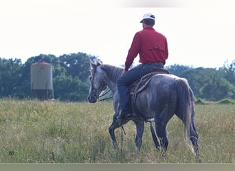 American Quarter Horse, Wałach, 8 lat, 157 cm, Siwa jabłkowita