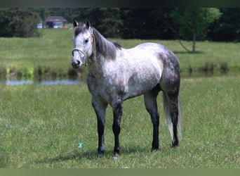 American Quarter Horse, Wałach, 8 lat, 157 cm, Siwa jabłkowita