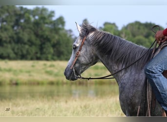 American Quarter Horse, Wałach, 8 lat, 157 cm, Siwa jabłkowita