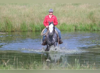 American Quarter Horse, Wałach, 8 lat, 157 cm, Siwa jabłkowita