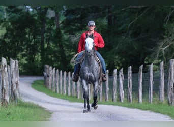 American Quarter Horse, Wałach, 8 lat, 157 cm, Siwa jabłkowita