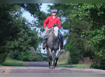 American Quarter Horse, Wałach, 8 lat, 157 cm, Siwa jabłkowita