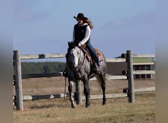 American Quarter Horse, Wałach, 8 lat, 157 cm, Siwa