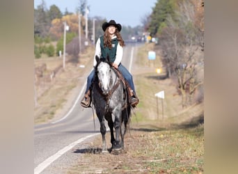 American Quarter Horse, Wałach, 8 lat, 157 cm, Siwa