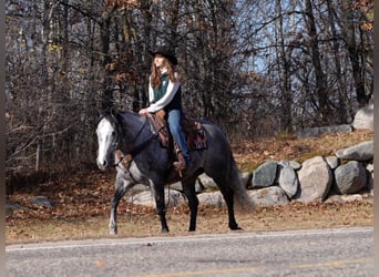 American Quarter Horse, Wałach, 8 lat, 157 cm, Siwa