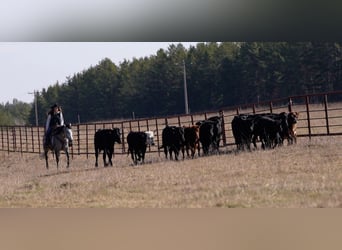 American Quarter Horse, Wałach, 8 lat, 157 cm, Siwa