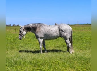 American Quarter Horse, Wałach, 8 lat, 157 cm, Siwa