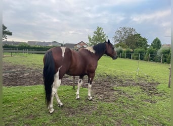 American Quarter Horse, Wałach, 8 lat, 158 cm, Tobiano wszelkich maści