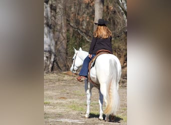 American Quarter Horse, Wałach, 8 lat, 160 cm, Siwa