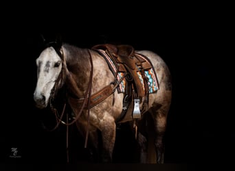American Quarter Horse, Wałach, 8 lat, 160 cm, Siwa