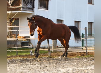 American Quarter Horse, Wałach, 8 lat, 162 cm, Gniada