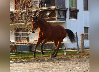 American Quarter Horse, Wałach, 8 lat, 162 cm, Gniada