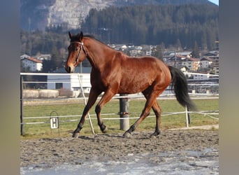 American Quarter Horse, Wałach, 8 lat, 162 cm, Gniada