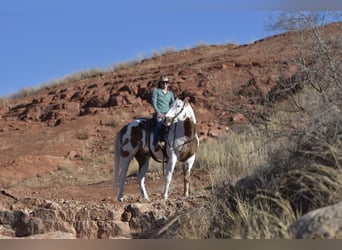 American Quarter Horse, Wałach, 8 lat, 163 cm, Ciemnokasztanowata