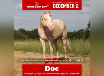 American Quarter Horse, Wałach, 8 lat, 163 cm, Cremello