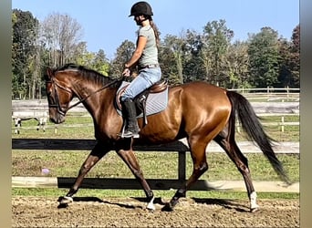 American Quarter Horse, Wałach, 8 lat, 163 cm, Gniada