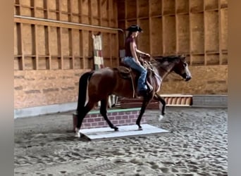 American Quarter Horse, Wałach, 8 lat, 163 cm, Gniada