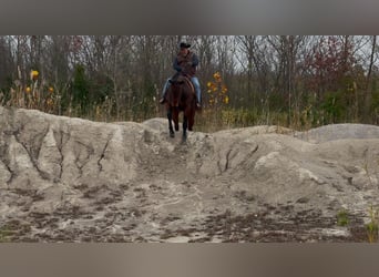 American Quarter Horse, Wałach, 8 lat, 163 cm, Gniada