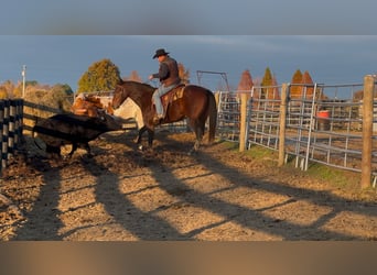 American Quarter Horse, Wałach, 8 lat, 163 cm, Gniada