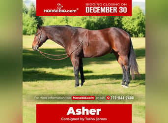 American Quarter Horse, Wałach, 8 lat, 163 cm, Gniada