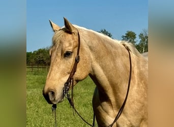 American Quarter Horse, Wałach, 8 lat, 163 cm, Izabelowata