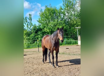 American Quarter Horse, Wałach, 8 lat, 163 cm