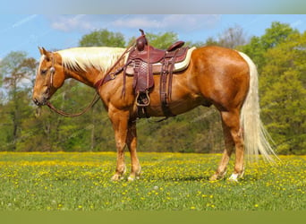 American Quarter Horse, Wałach, 8 lat, 165 cm, Izabelowata