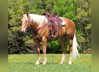 American Quarter Horse, Wałach, 8 lat, 165 cm, Izabelowata