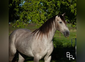 American Quarter Horse, Wałach, 8 lat, 168 cm, Siwa jabłkowita