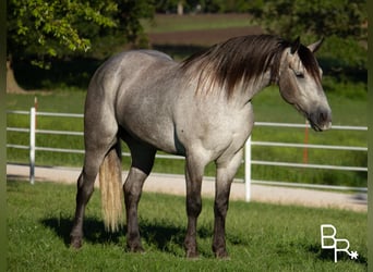 American Quarter Horse, Wałach, 8 lat, 168 cm, Siwa jabłkowita